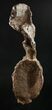 Diplodocus Caudal (Tail) Vertebra - Dana Quarry #10143-7
